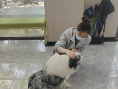 -瑞鹏宠物医院·骨外科·心肾科·肿瘤科(九亭店)
