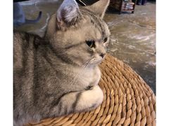 -猫猫幼稚园·撸猫·桌游·电玩
