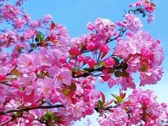 -高东镇樱花园