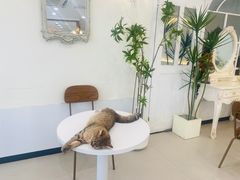 -共舞时光猫咖·狗咖(新街口店)