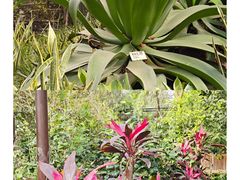 -呀路古热带植物园