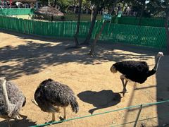 -西霞口神雕山野生动物世界