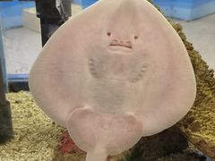 -上海海洋水族馆