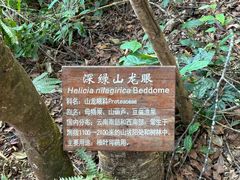 -普洱太阳河森林公园