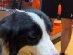 -MARSMART PETS火星宠物超市(1733店)