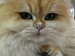 -青奢宠物·青奢猫舍