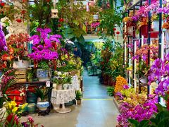 -溪岸路花鸟市场