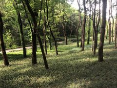 -昆山城市生态森林公园