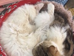 -平行世界·猫咖(首经贸店)