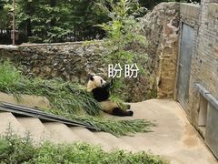 -都江堰中华大熊猫苑