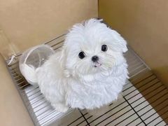 -萌宠之家·腊肠犬·马尔泰·小体犬舍