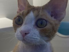 -小猫来了·猫舍(红山六九七九店)