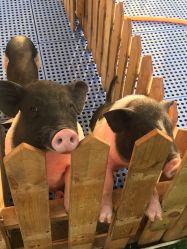 -萌宠亲子动物乐园(槐房万达店)