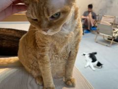 -Heymao猫咖.咖啡厅(东门店)