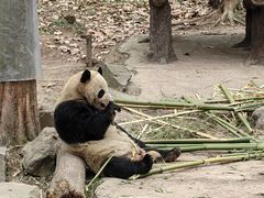 -都江堰中华大熊猫苑