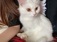 -关爱宠物医院·猫科中心·消化科(滨湖万达分院)