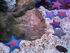 -上海海洋水族馆