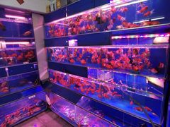 -清平路水族市场