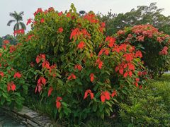 -东莞植物园