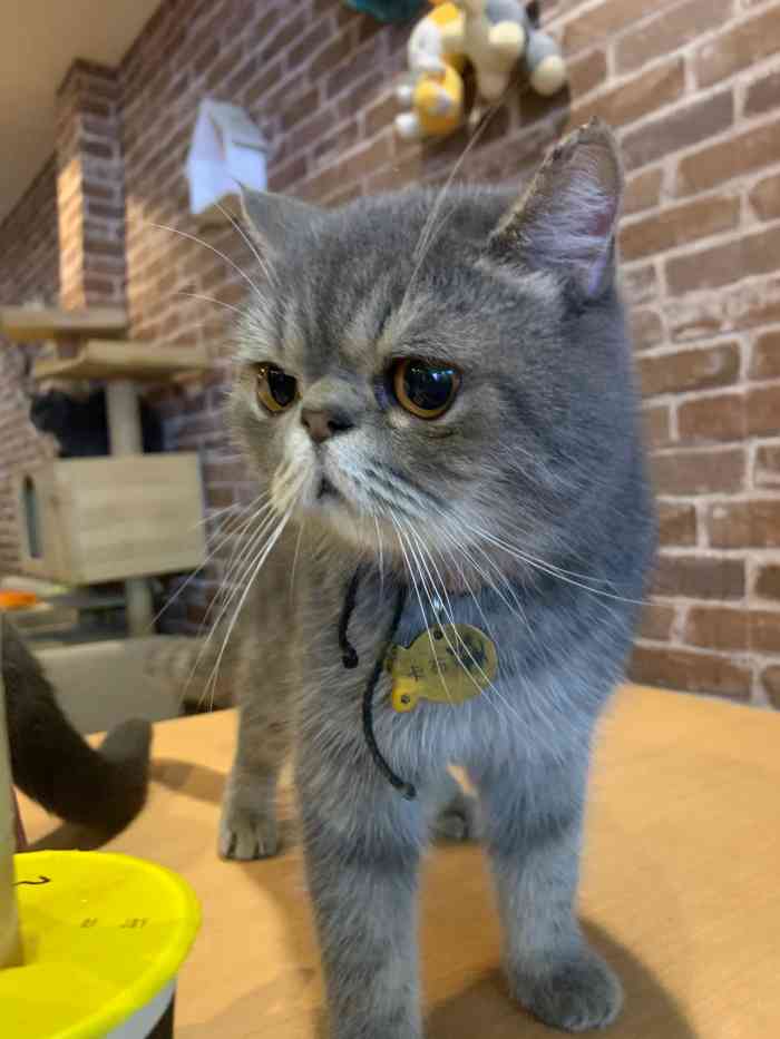 猫宁咖啡-"这一家猫咖是上次路过的时候就种草了,朋友.