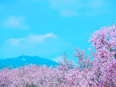 -天适樱花悠乐园