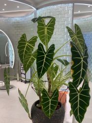 -Meng Lang 梦郎白金店