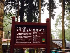 -阿里山神木遗迹