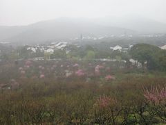 -香雪海