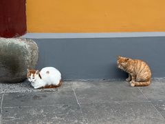 -龙华素斋(龙华路店)