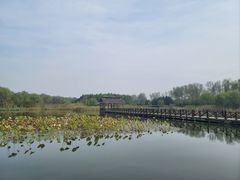 -溱湖国家湿地公园