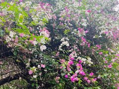 -深圳国际园林花卉博览园