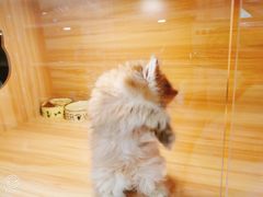 -猫十亿·布偶金渐层·曼基康矮脚猫舍(青年路店)