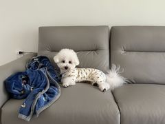 -翊宠yipet猫狗购宠庄园犬舍•猫舍