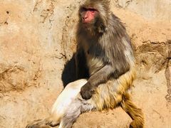 -石家庄市动物园