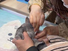 -派美特宠物医院·核磁CT·骨科肿瘤·疑难转诊(沈农禾丰店)