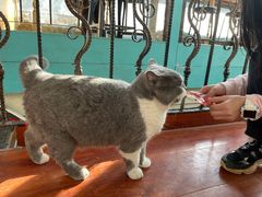 -猫小院猫主题咖啡厅(北锣店)