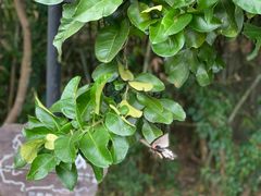 -厦门国家会计学院