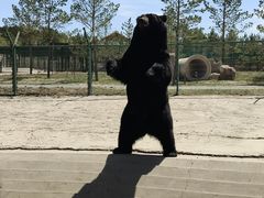 -鄂尔多斯野生动物园