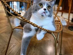 -蓝鲸·缅因猫舍