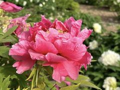 -曹州百花园