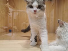 -屋虎猫馆(宝安大仟里店)