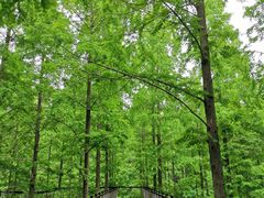 -黄海国家森林公园