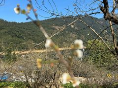 -广州市流溪河国家森林公园