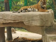 -上海野生动物园老虎餐厅