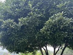 -金水泊山庄·花椒鸡(铁山坪店)