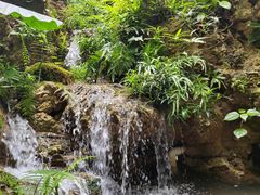 -深圳仙湖植物园