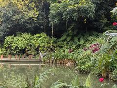 -深圳仙湖植物园