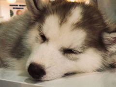 -Husky Go! 哈士奇体验馆·宠物咖啡厅狗咖