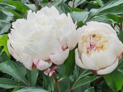 -上海鲜花港
