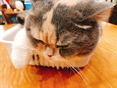 -藦茜花园宠物主题亲子互动体验馆(国顺东路店)